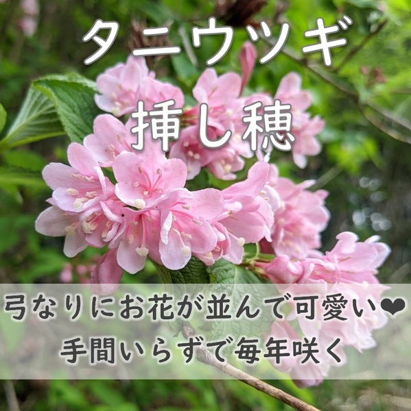 送料無料★タニウツギ 挿し木用の挿し穂 5本 カット苗 ベニウツギ 谷空木 耐寒性◎ 宿根草 園芸 ガーデニング