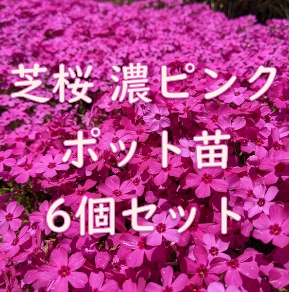 芝桜のポット苗 6個 濃いピンク◆シバザクラ 抜き苗 耐寒性◎ 根付き 宿根草 常緑 グランドカバー 園芸 ガーデニング
