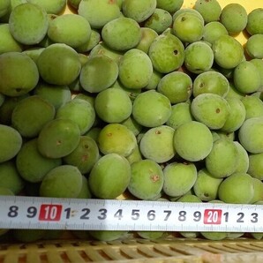 ★紀州産 南高梅 小粒 1.4キロ★和歌山産 青梅★無農薬 1.4kg★無選別・サイズ小粒★カリカリ梅★家庭用・雹による傷有り★産地直送★
