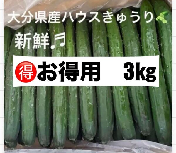 新鮮 大分県産ハウスきゅうり (胡瓜 キュウリ