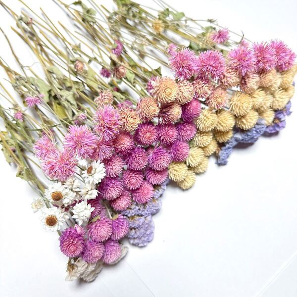 ■送料込み■千日紅 センニチコウ ピンク エレスチャル ドライフラワー ハンドメイド ハーバリウム 花材 ガーランド リース スターチス