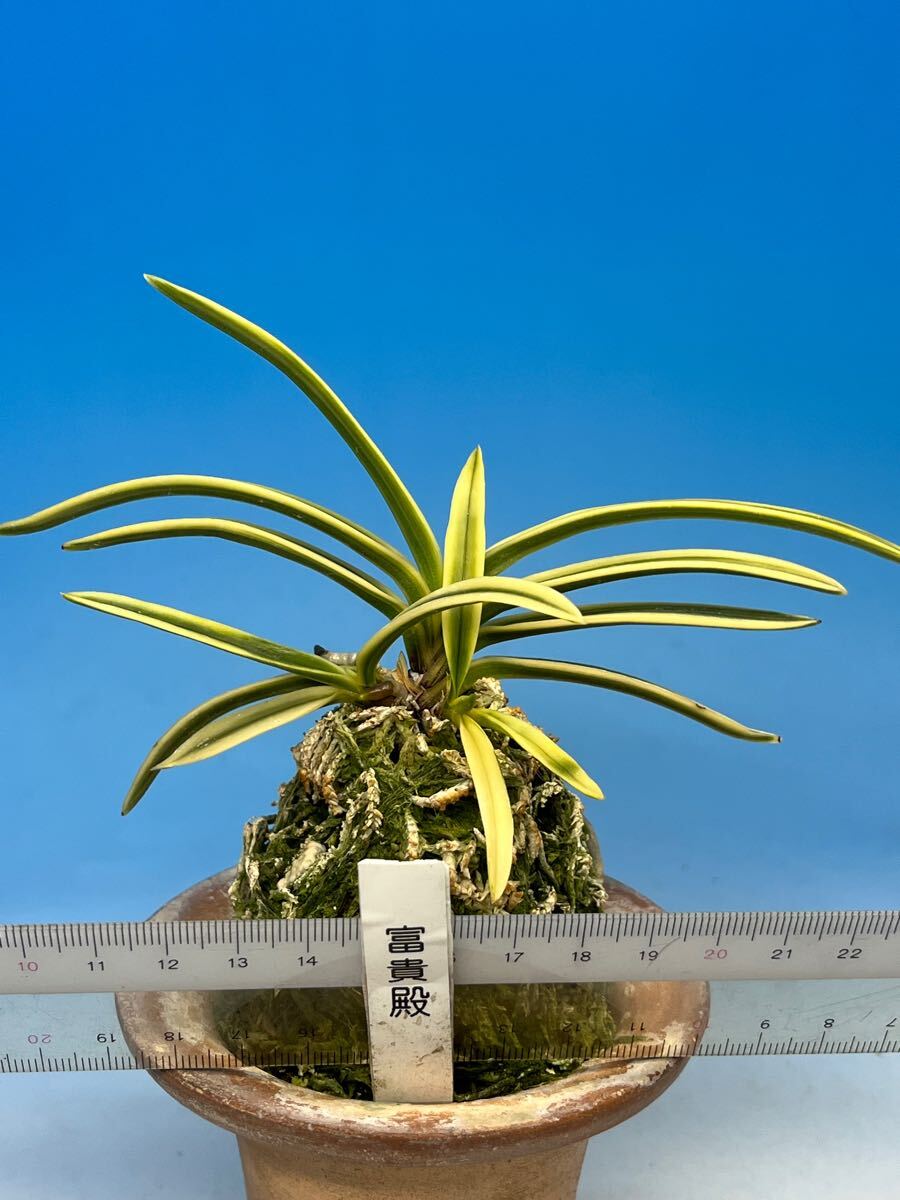 楽天市場】【富貴蘭】富貴殿2（ふうきでん）/花 古典植物
