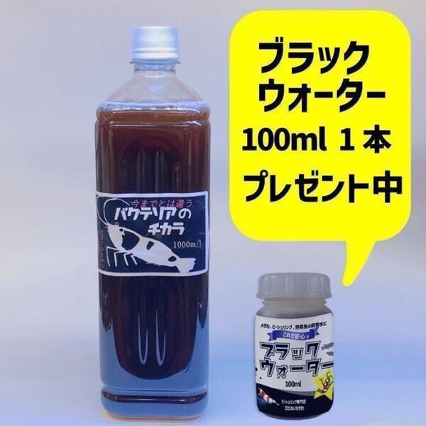 【送料無料】バクテリア活性液1000cc 水槽立ち上げに シュリンプ.金魚.熱帯魚の飼育にブラックウォーターおまけつき