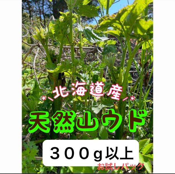 【値下げ】北海道産 新鮮 天然山ウド 300g以上!