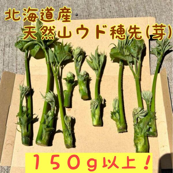北海道産 天然山ウド穂先(芽) 150g以上