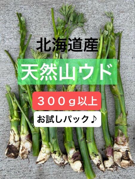 【値下げ】北海道産 新鮮 天然山ウド 300g以上