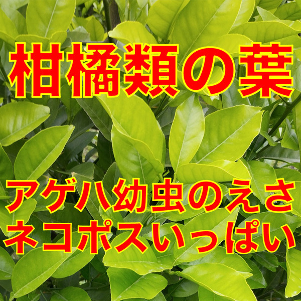 柑橘類の葉 A4ネコポス箱いっぱい アゲハチョウ 幼虫のえさ