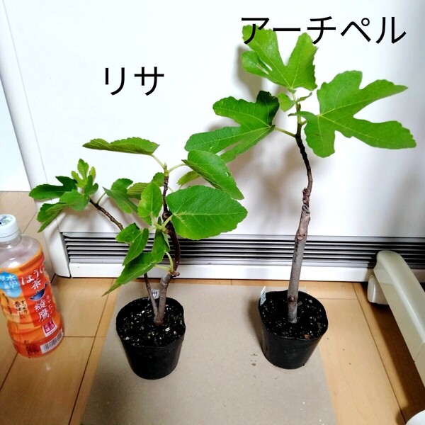 ミニイチジクの苗 アーチペルとリサ 2つセット