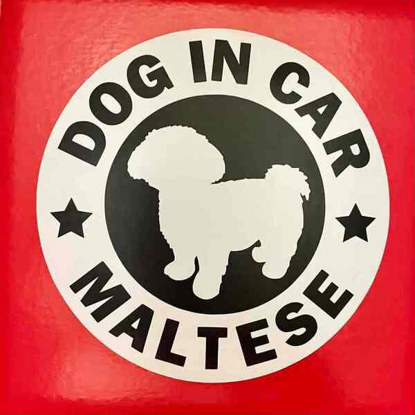 犬(マルチーズ)マグネット ステッカー 防水 車用【匿名配送】