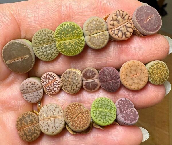 13-2レア 多肉植物 リトープス カラフルセット 品種たくさん