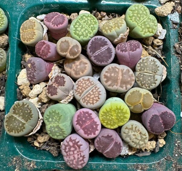 ⑧多肉植物 リトープス カラフルセット福来玉 紫李夫人抜き苗 三面モンスターいり