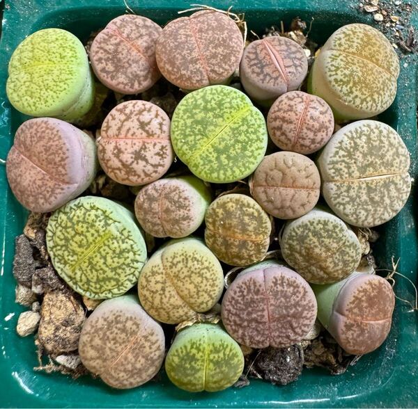 18多肉植物 リトープス 一箭之遥 カラフルセット 写真通り 抜き苗 お纏め引きあり