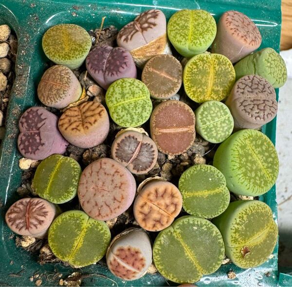 14多肉植物 リトープス カラフルセット 写真通り品種沢山 抜き苗 お纏め引きあり
