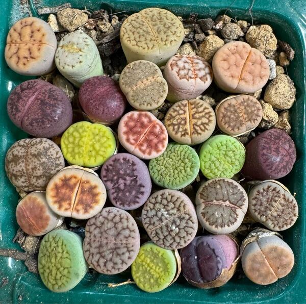 20多肉植物 リトープス カラフルセット 品種たくさん写真通り お纏め引きあり