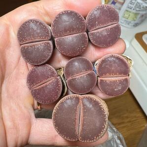 Z1-1レア 多肉植物 リトープス 巨大 日輪玉KO デカい セット 大きい 親分