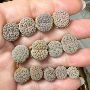 初販売 希少 多肉植物 リトープス 白富貴玉 少量入荷 写真通り