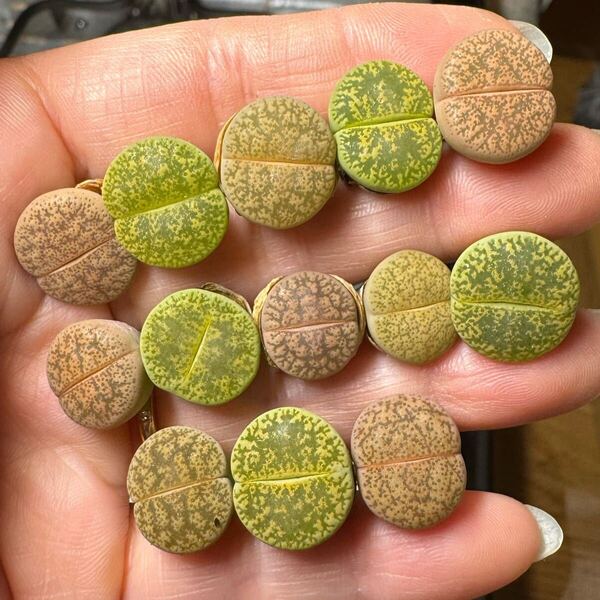 希少苗 多肉植物 リトープス 一箭之遥カラフルセット 写真通り