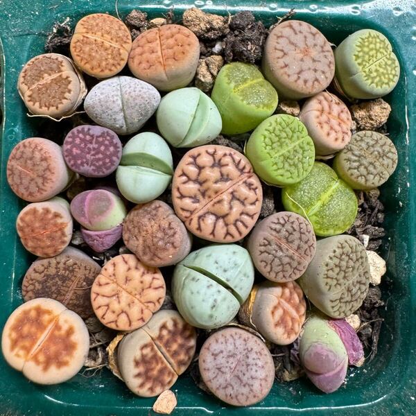 11多肉植物 リトープス カラフルセット 写真通り品種沢山 抜き苗 お纏め引きあり