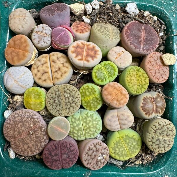 16多肉植物 リトープス カラフルセット 品種たくさん写真通り 抜き苗 お纏め引きあり