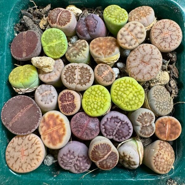 17多肉植物 リトープス カラフルセット 品種たくさん写真通り 抜き苗 お纏め引きあり