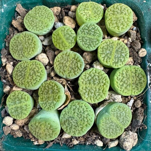 21多肉植物 リトープス 緑富貴玉 写真通り 抜き苗 お纏め引きあり