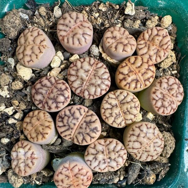 22多肉植物 リトープス 雀卵玉 写真通り 抜き苗 お纏め引きあり