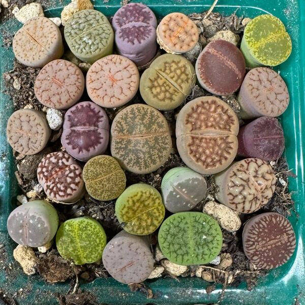 ②多肉植物 リトープス カラフルセット 写真通り品種沢山 抜き苗