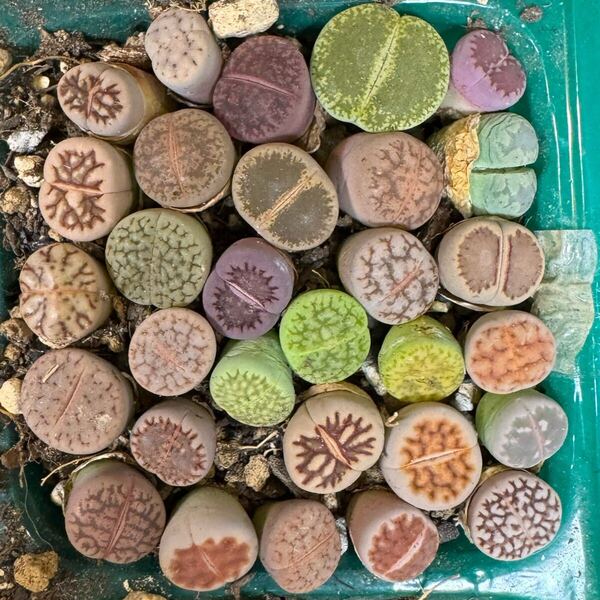 ③多肉植物 リトープス カラフルセット 写真通り品種沢山 抜き苗 お纏め引きあり