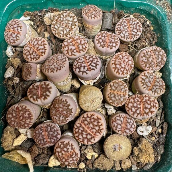 ⑥多肉植物 リトープス 網紋寿麗玉セット 写真通り抜き苗 お纏め引きあり