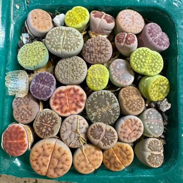 19多肉植物 リトープス カラフルセット 品種たくさん写真通り 抜き苗 お纏め引きあり