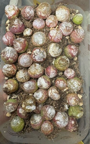 新入荷 多肉植物 希少 コノフィツム ブルゲリ やや大きめ1cm位 ランダンム5 苗 最後1セット