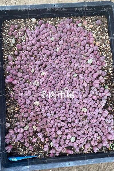 多肉植物 リトープス 紅大内玉 ランダム 10苗 1.年苗