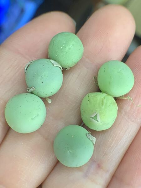 コノフィツム Conophytum calculus(カルキュルス 翡翠玉)種子 20粒