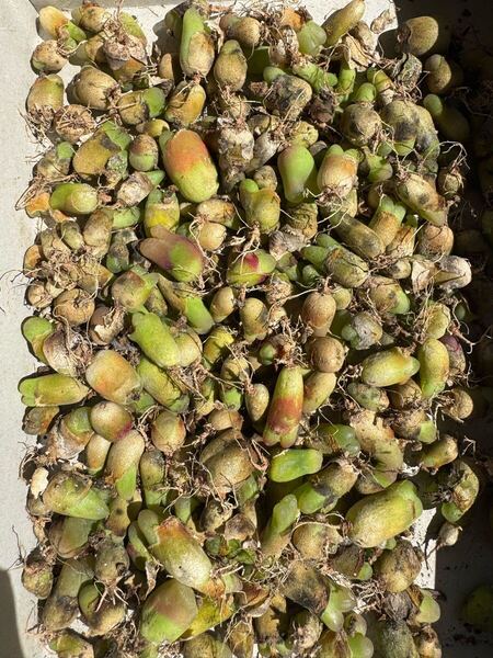 多肉植物 コノフィツム マウガニー 大小混合 ランダム40苗 写真もの