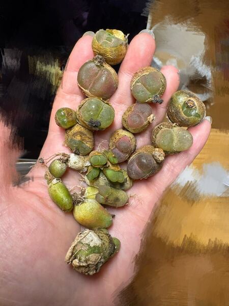大2多肉植物 コノフィツム マウガニーカラフルセット 根っ子短いセット 数多く