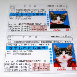 【なめ猫 免許証風 ブロマイド 2枚 】なめんなよ猫 なめねこ 癒やし 猫 ネコ かわいい 可愛い キャラクター コレクション コスプレ トレカ