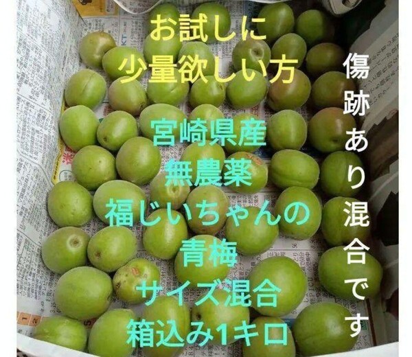 ●お試し少量!毎年好評 宮崎県産 無農薬 福じいちゃんの青梅 サイズ混合 箱込み約1キロ①