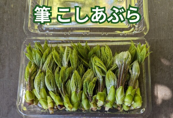 筆 こしあぶら100g コシアブラ 岐阜県