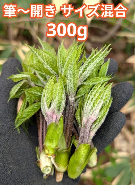 筆〜開き サイズ混合 こしあぶら 300g コシアブラ 岐阜県
