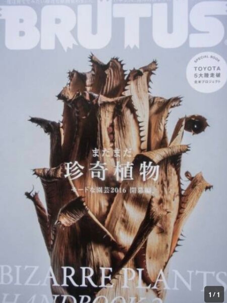 ▼ BRUTUS 2016 821 まだまだ珍奇植物 サボテン ベランダー コーデックス 塊根植物 多肉 送料無料⑩
