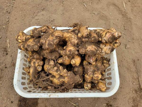 生姜 4kg程度 若干発芽が始まりかけています 有機栽培 家庭菜園 送料込み