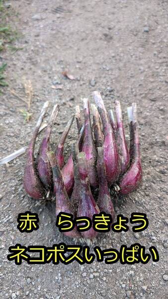 赤 らっきょう ネコポスいっぱい 大小混在 土付き 家庭菜園 熊本産 送料込み