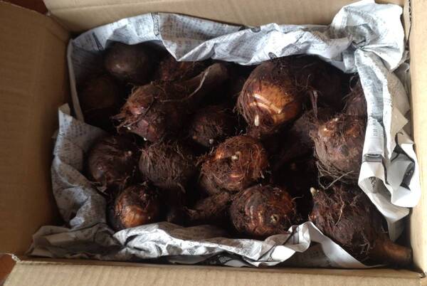 茨城県産 八つ頭 種芋 約1Kg 土付き