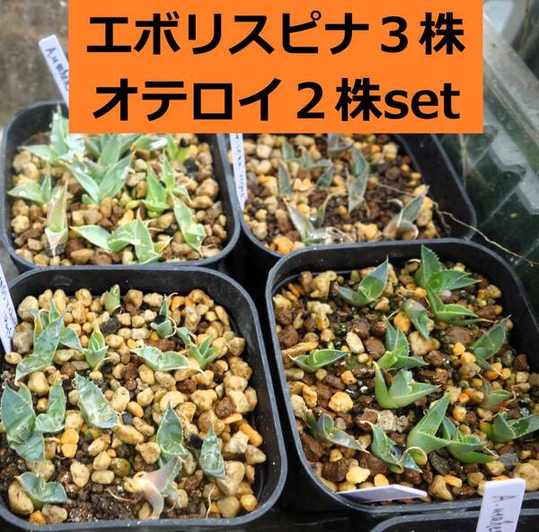 アガベユタエンシスvar.エボリスピナ3株とチタノタオテロイ2株セット