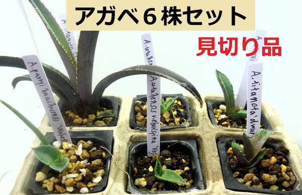 【ラベル付き】アガベ実生 実生6株セットアソートY