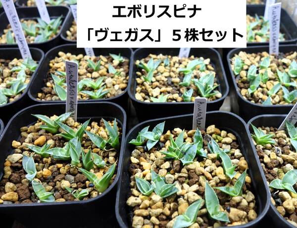 【希少】アガベユタエンシスvar.エボリスピナ「ヴェガス」実生5株セット