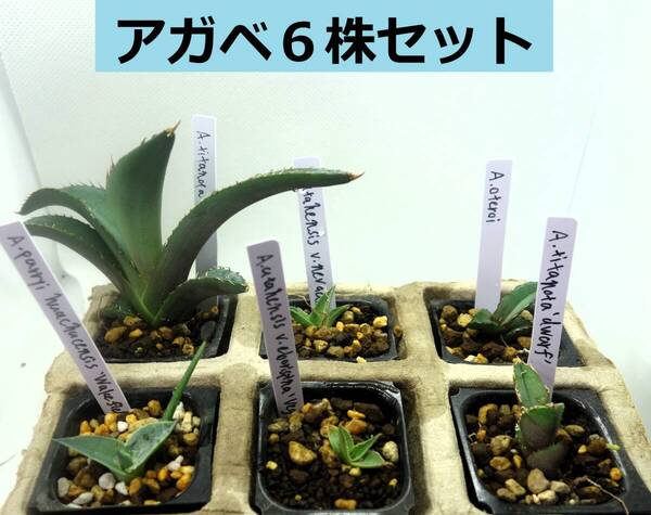 【ラベル付き】アガベ実生 実生6株セットアソート5