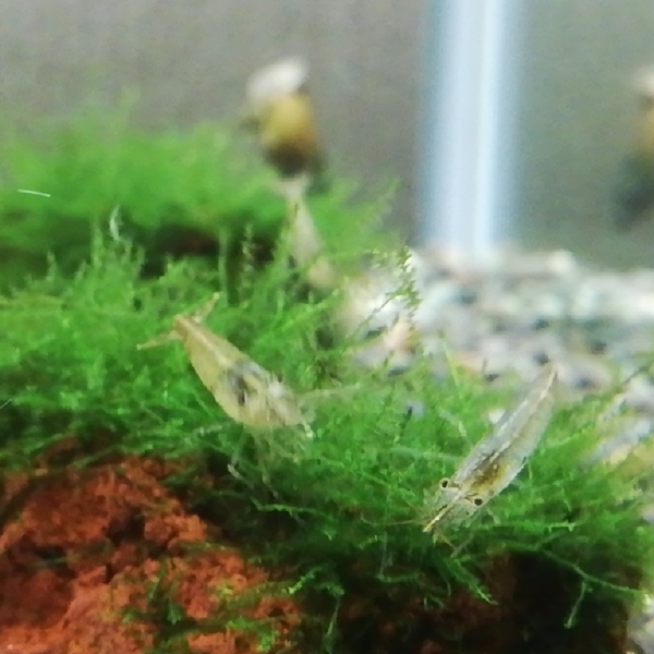 水草マツモ10センチ1本+ヒメタニシ20匹+ミナミヌマエビ20匹