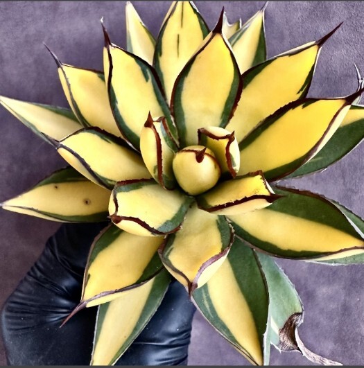 Yahoo!オークション -「バーガンディー」(アガベ) (観葉植物)の