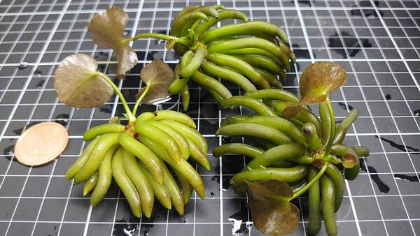 バナナプラント 大サイズ(全長4㎝以上) 形状お任せ3個セット 安心安全の国産無農薬